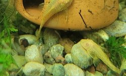 Photo 2 of Albino Ansistris (Bristlenose Plecos)