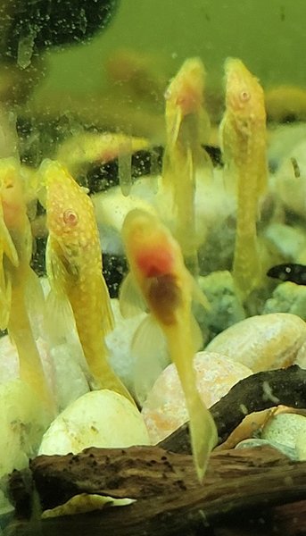 Examples of the fish to be included.