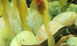 Photo 3 of Albino Ansistris (Bristlenose Plecos)