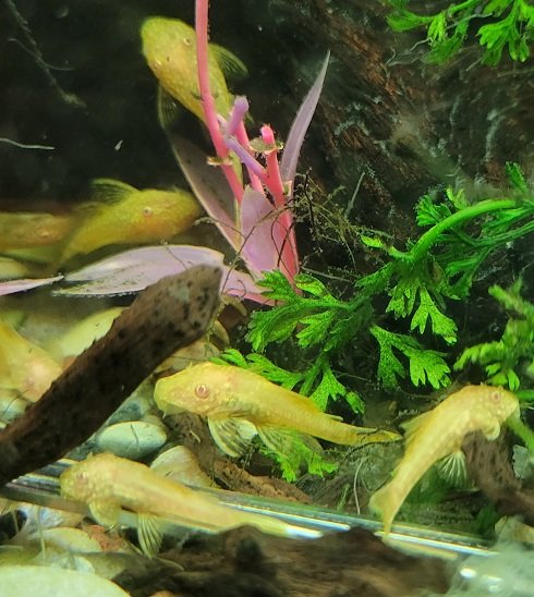 Examples of the fish to be included.