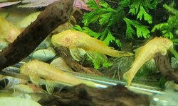 Photo 4 of Albino Ansistris (Bristlenose Plecos)