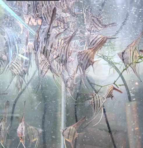 A group of their fry growing out