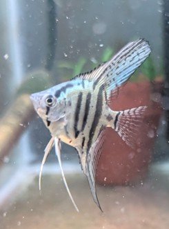 One of the blue tinged fry from the batch