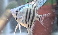 Pterophyllum scalare - BAP
