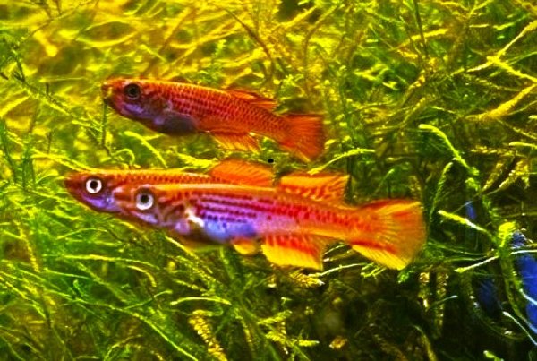 Aphyosemion ottogartneri