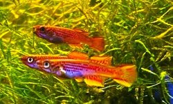 Aphyosemion ottogartneri