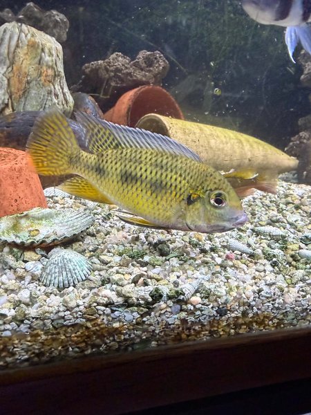 Photos do not show the glowing golden sheen of this fish.
