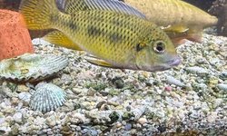 2 large Coptodon tholloni