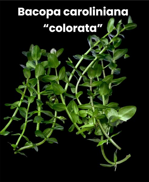 Bacopa caroliniana 