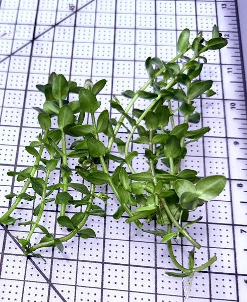 Bacopa caroliniana 