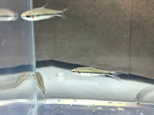 Beckford's pencilfish  (Group of 6)