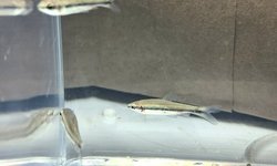 Beckford's pencilfish  (Group of 6)