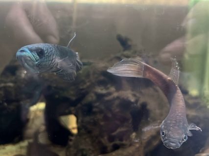 Wild caught parents