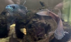 Betta sp. 'antuta' F1 group of 6