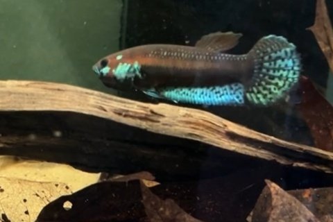 Male parent