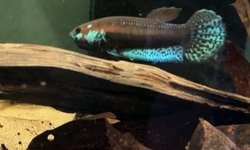 Betta pallifina 'Mahakam' F2 group of 6