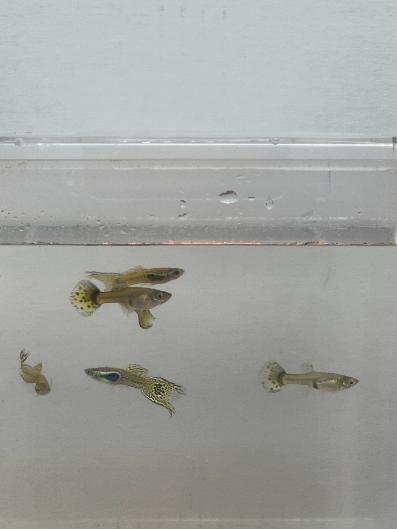 Poecilia reticulata (#2)