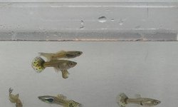 Poecilia reticulata (#2)