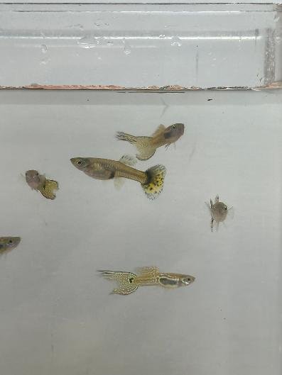 Poecilia reticulata (#2)
