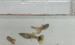 Photo 2 of Poecilia reticulata (#2)