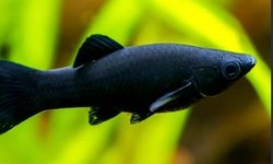 Black Mollies - Karl Trouchet line 8