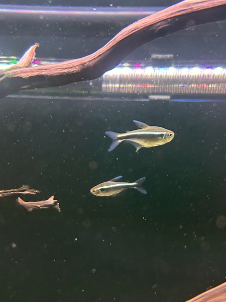 School of 11 Black Neon Tetras