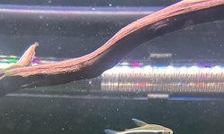 Photo 3 of School of 11 Black Neon Tetras