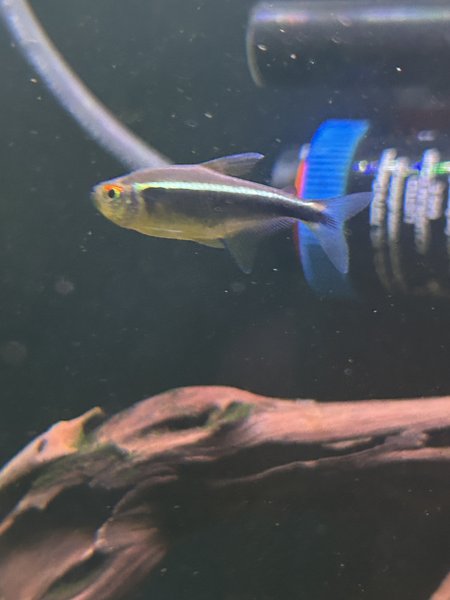 School of 11 Black Neon Tetras