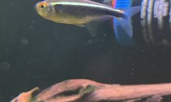 Photo 4 of School of 11 Black Neon Tetras