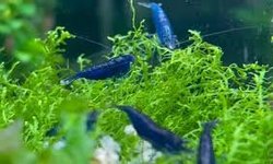 Blue Diamond Shrimp (10+)