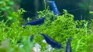 Blue Diamond Shrimp (10+)