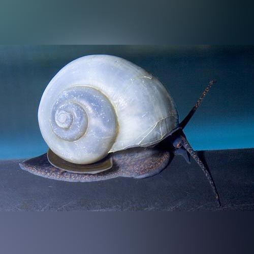 Blue Mystery Snails- 10 small
