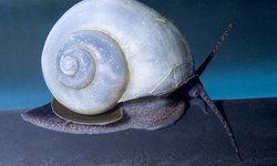 Photo 2 of Blue Mystery Snails- 10 small
