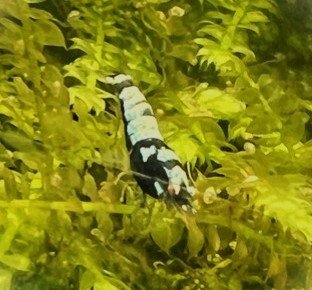 Black pinto fishbone shrimps