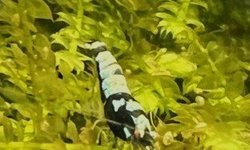 Black pinto fishbone shrimps