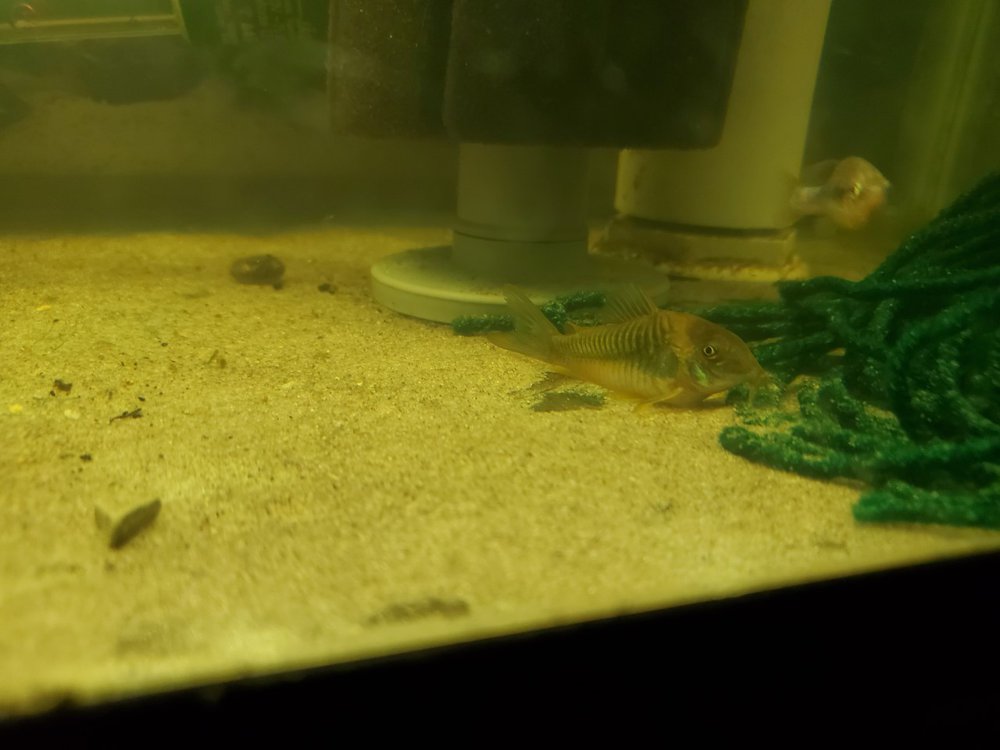 Bronze corydoras, Emerald green cory