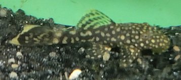 Examples of the fish to be included.