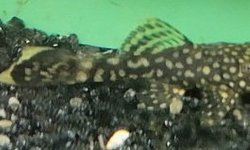 Common Ansistris (Bristlenose Plecos)