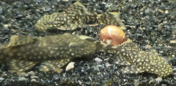 Examples of the fish to be included.