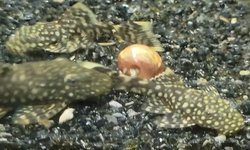 Photo 3 of Common Ansistris (Bristlenose Plecos)