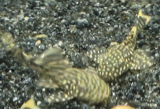 Examples of the fish to be included.