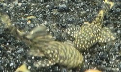 Photo 2 of Common Ansistris (Bristlenose Plecos)