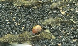 Photo 4 of Common Ansistris (Bristlenose Plecos)