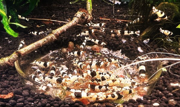 Crystal black shrimps
