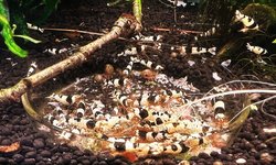 Crystal black shrimps
