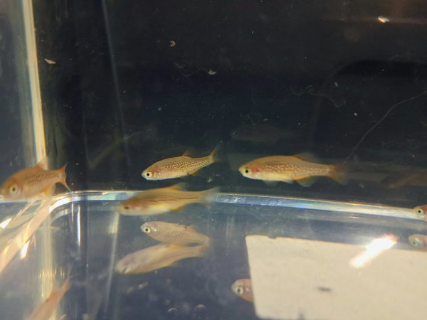 Danio margaritatus