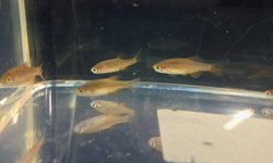 Celestial Pearl Danio (grp of 6)