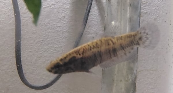 One of the fry for sale