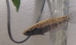 Photo 2 of Betta channoides, 'snakehead betta'
