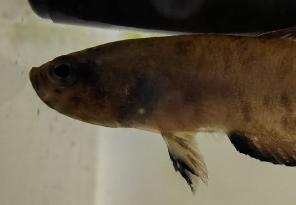 Parent holding the fry for sale